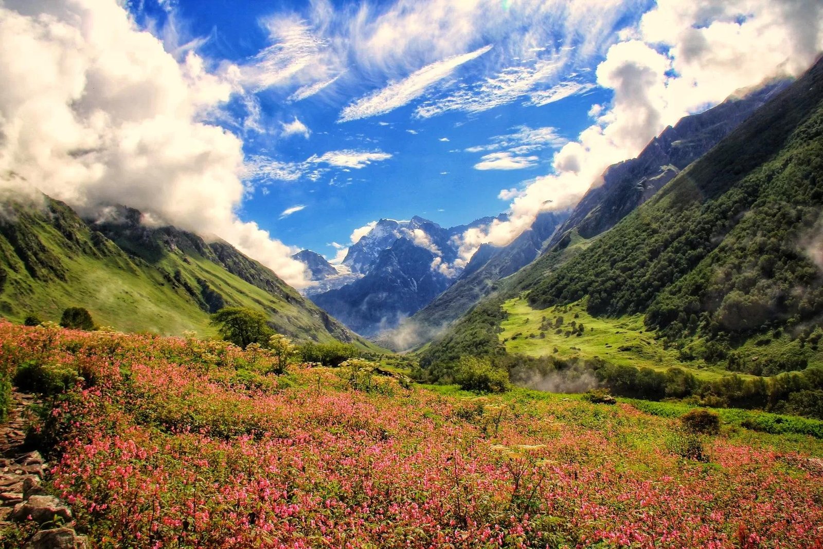 valley of flowers 