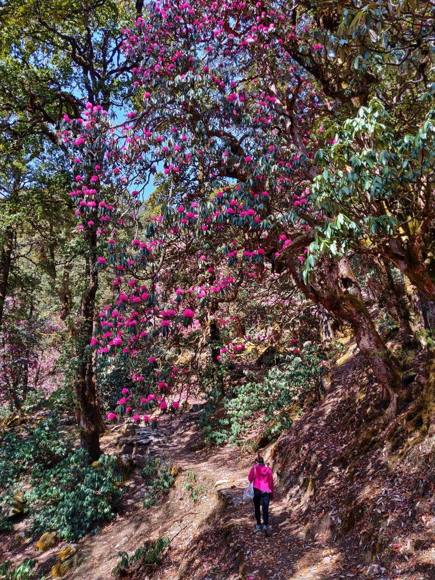 Kedarkantha Trek in Spring
