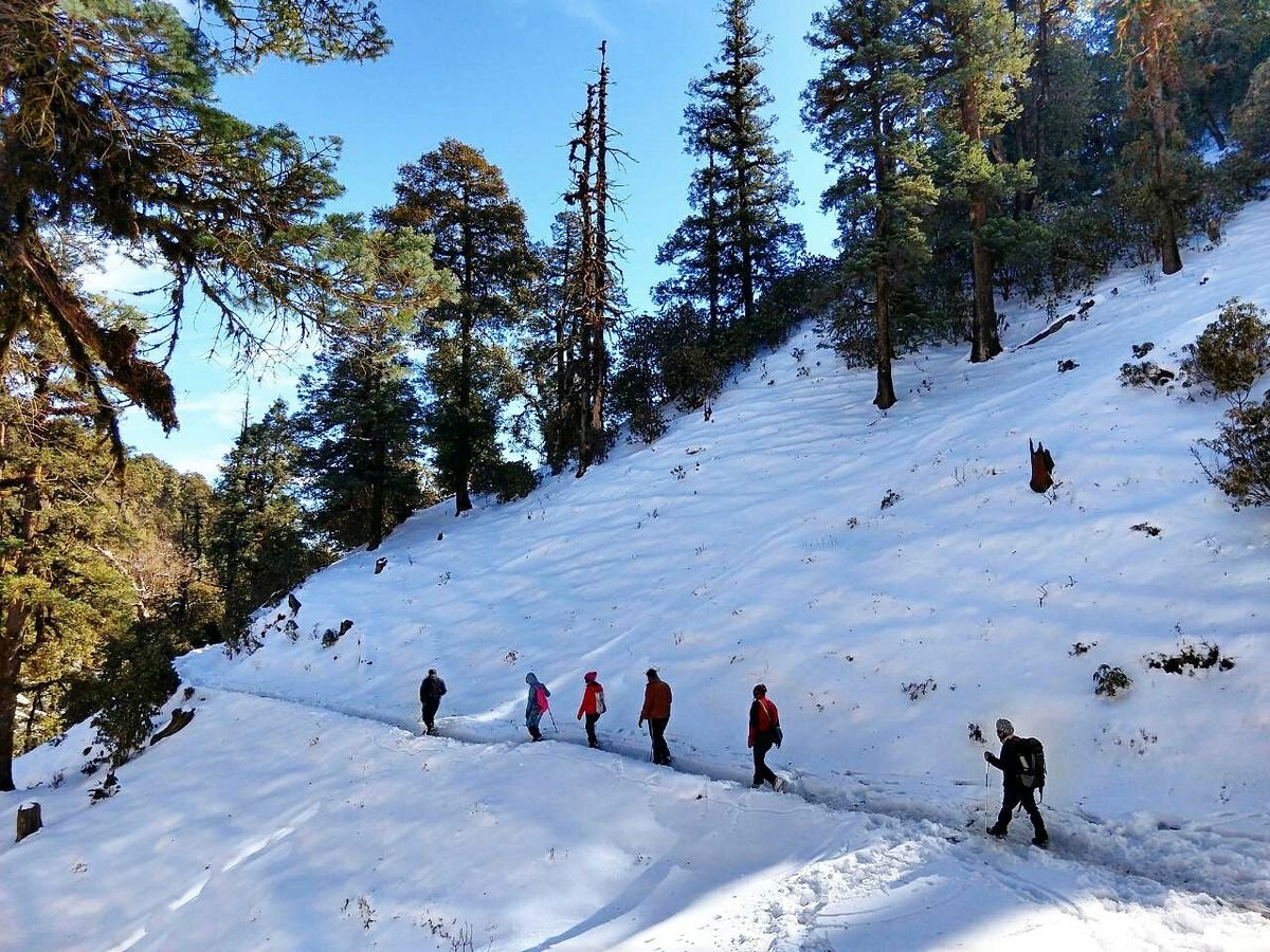 Snow-dusted forest trail while descending towards Sankri