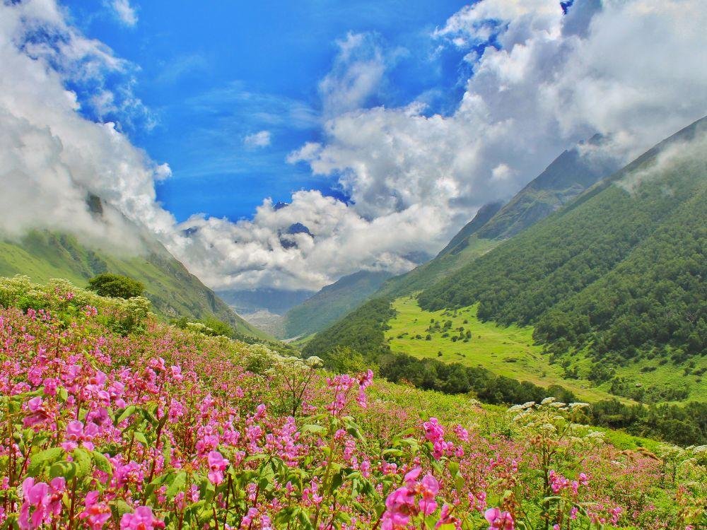 Valley of flowers
